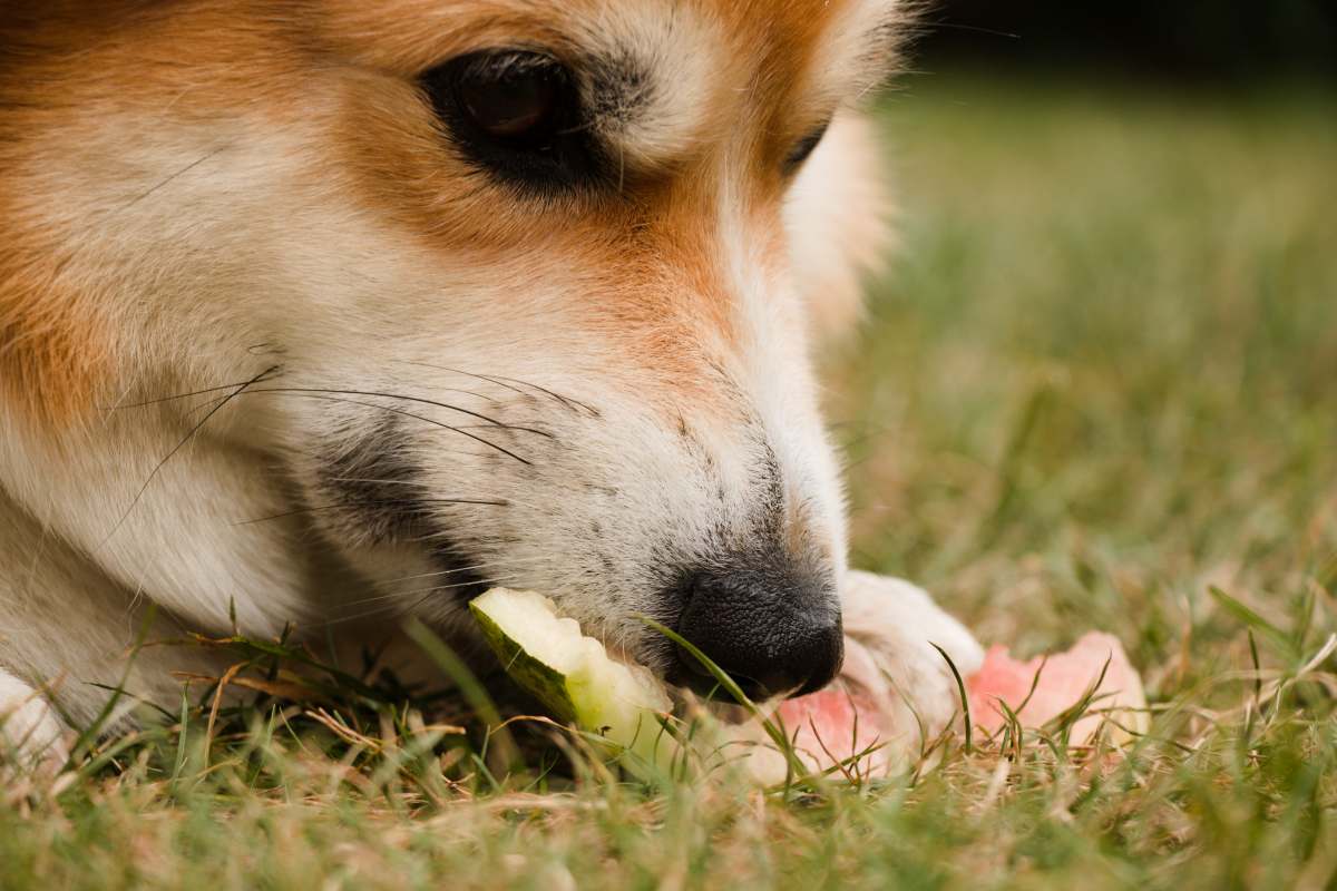 ¿Los perros pueden comer melón?