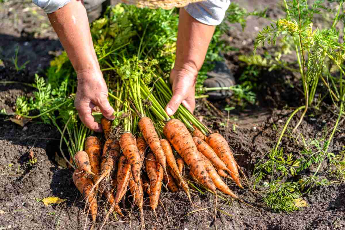 zanahorias para ponerse moreno