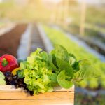 La diferencia entre verduras y hortalizas