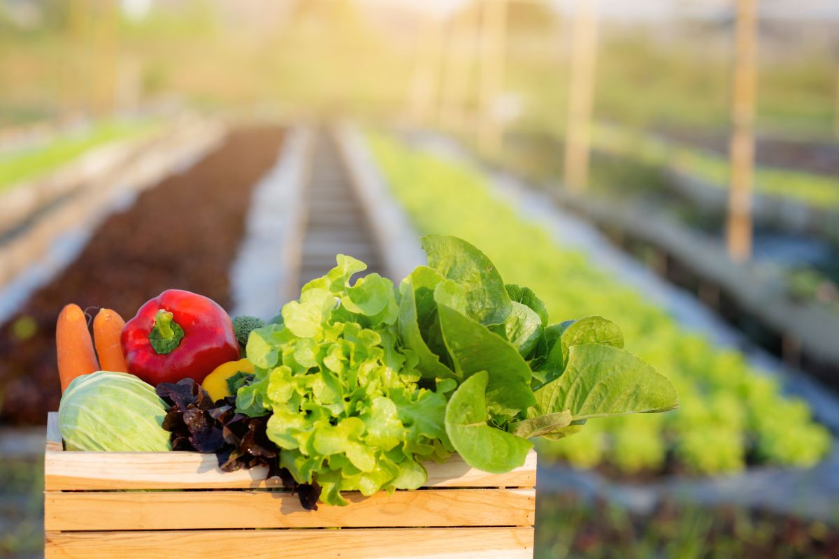 La diferencia entre verduras y hortalizas