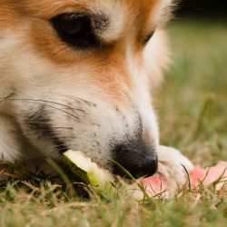 ¿Los perros pueden comer melón?