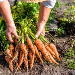 zanahorias para ponerse moreno